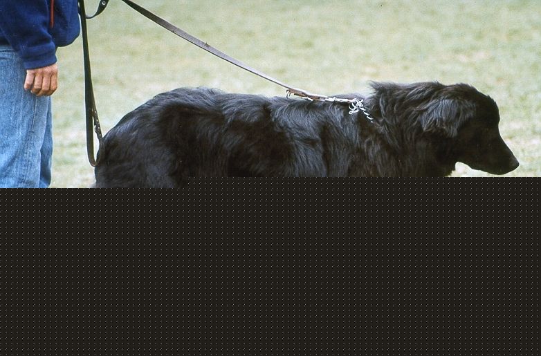 Jack in Black 11 Monate