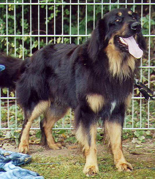 Iven von Jesses Meute