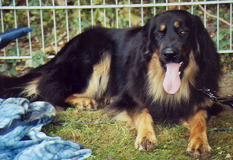 Iven von Jesses Meute
