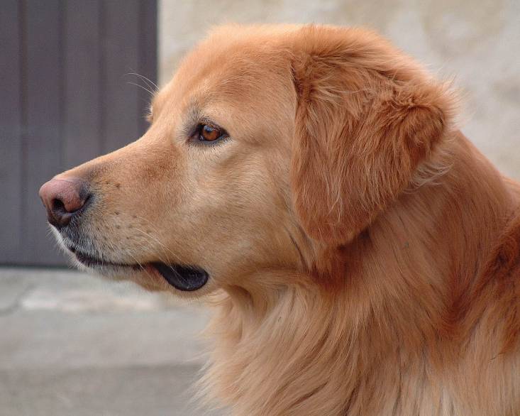 Odin