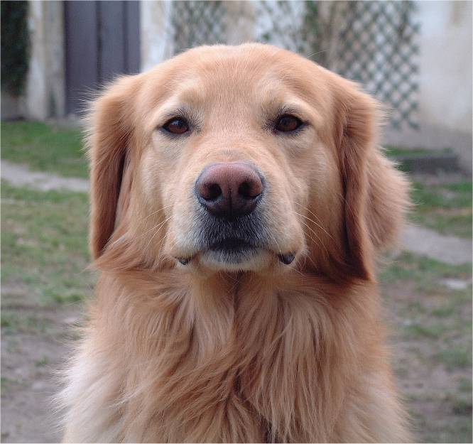 Odin
