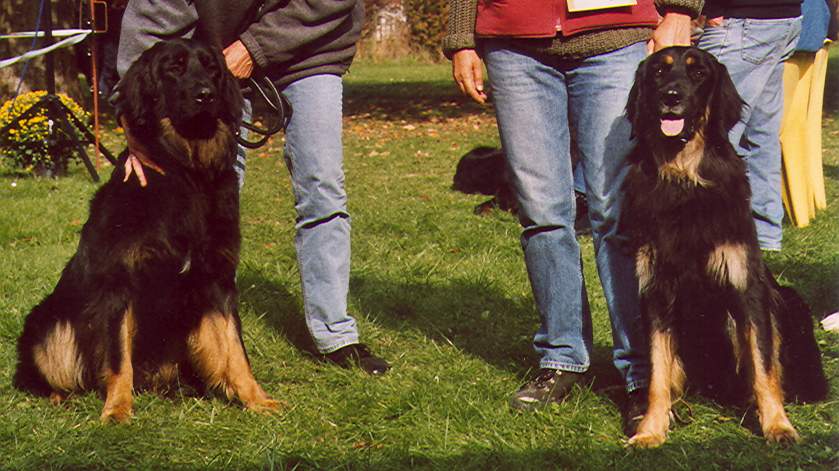 Iv von Jesses Meute