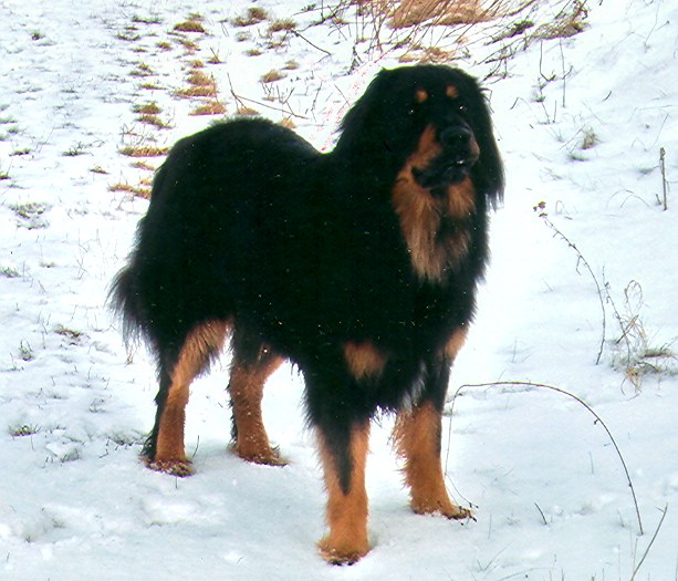 Iven von Jesses Meute