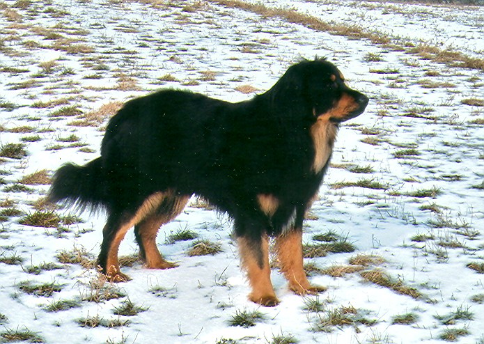 Iven von Jesses Meute