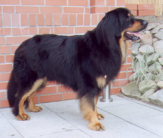 Iven von Jesses Meute