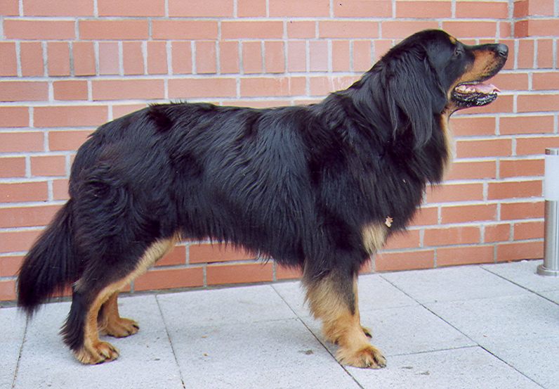 Iven von Jesses Meute