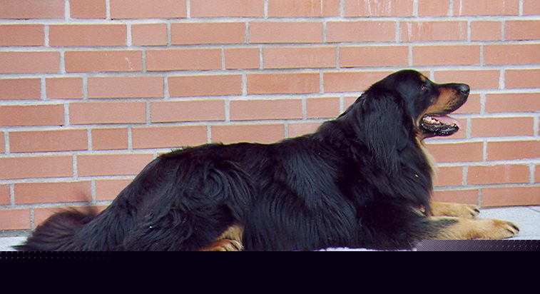 Iven von Jesses Meute