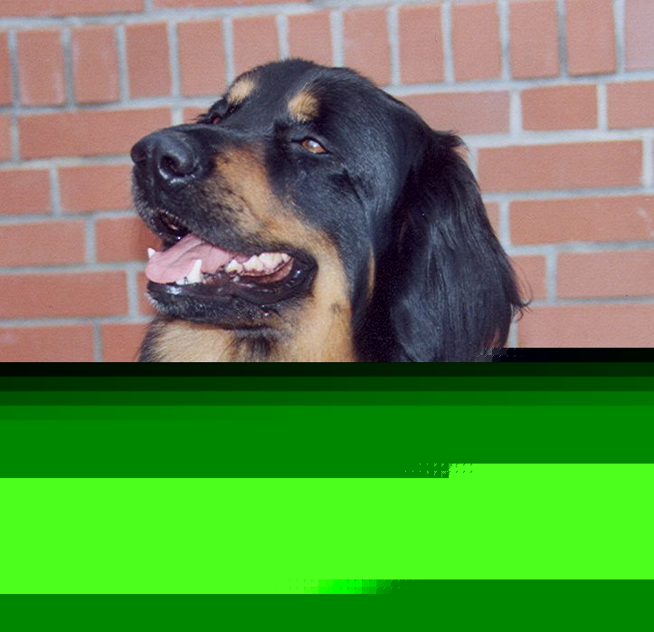 Iven von Jesses Meute