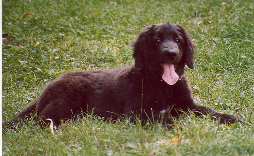 Joe von Jesses Meute