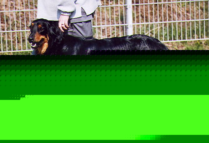Java von Jesses Meute
