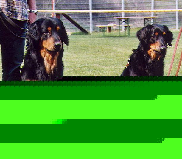 Java von Jesses Meute