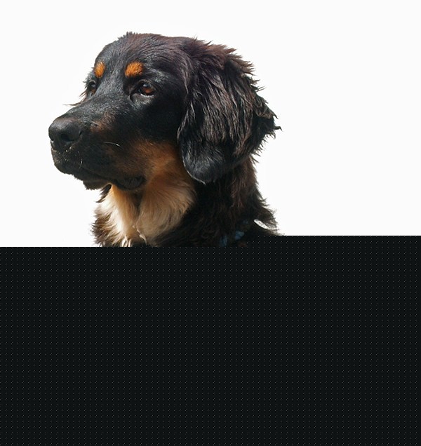 Maggy von Jesses Meute