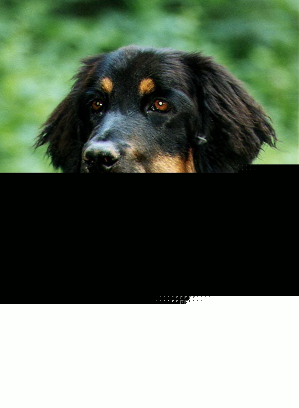 Maggy von Jesses Meute