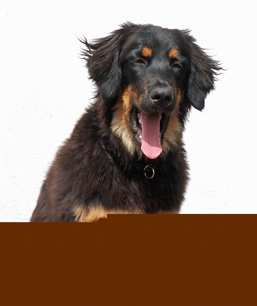 Maggy von Jesses Meute