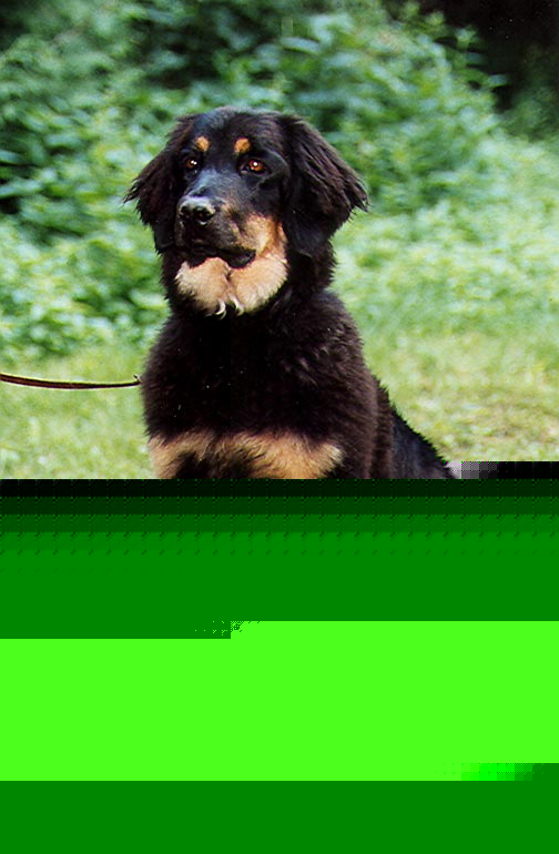 Maggy von Jesses Meute
