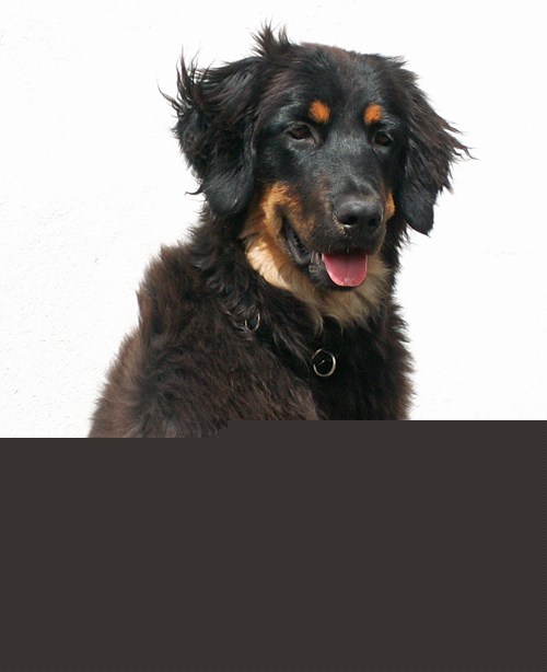Maggy von Jesses Meute