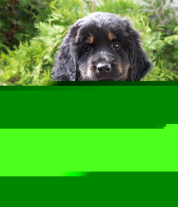 Noah von Jesses Meute