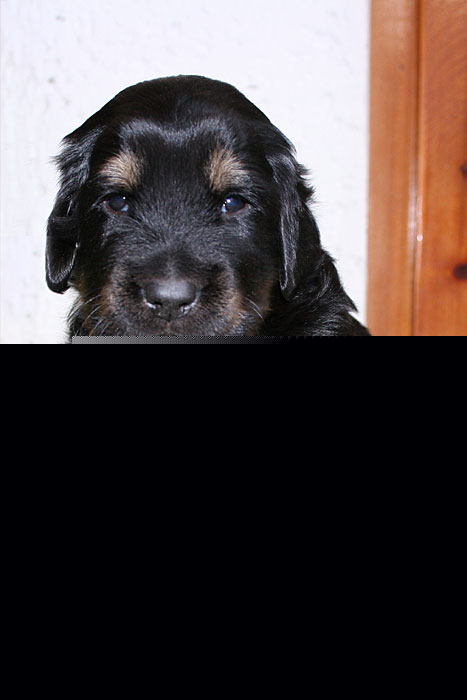 Noah von Jesses Meute