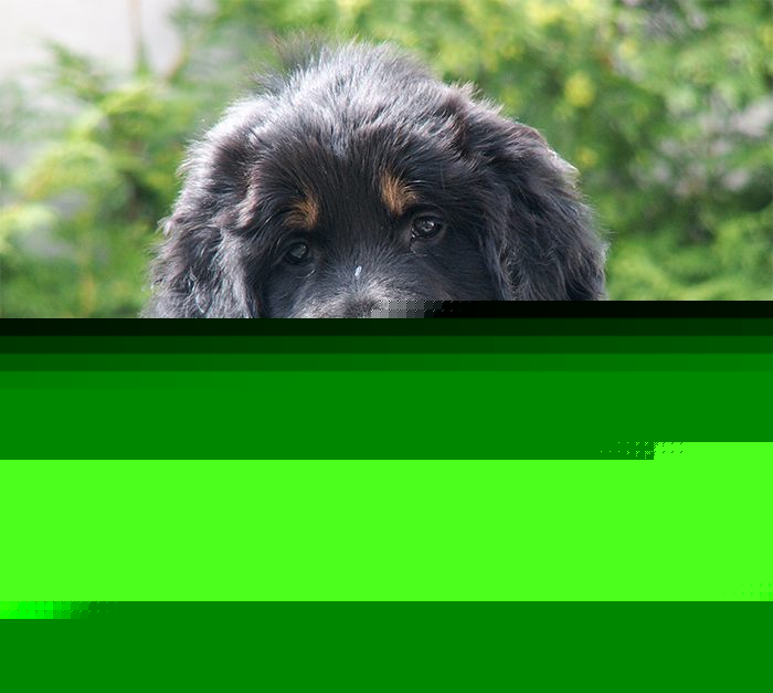 Noah von Jesses Meute