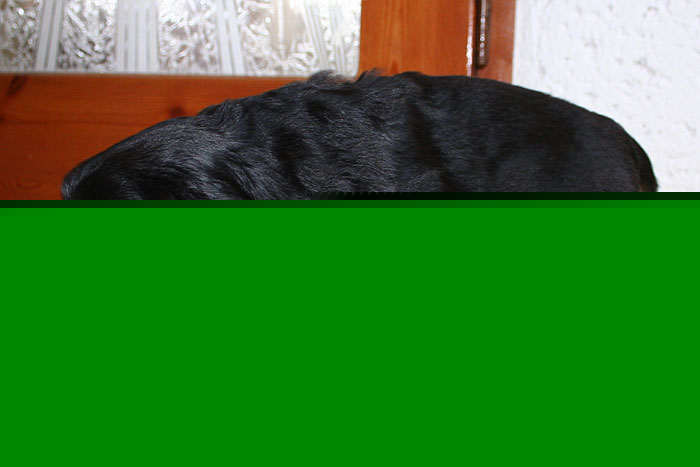 Noah von Jesses Meute