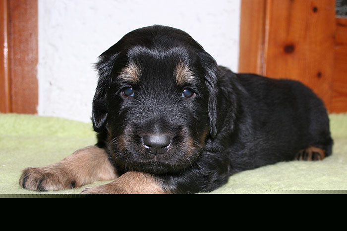 Noah von Jesses Meute