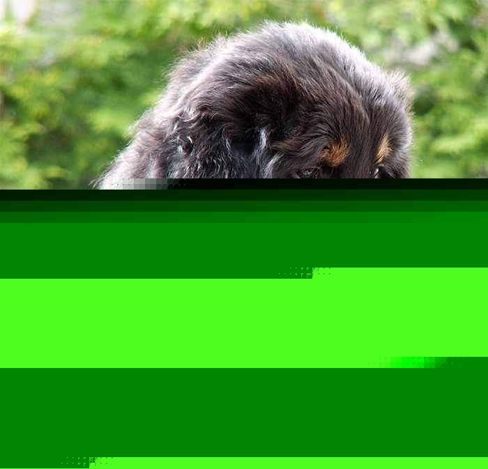Noah von Jesses Meute