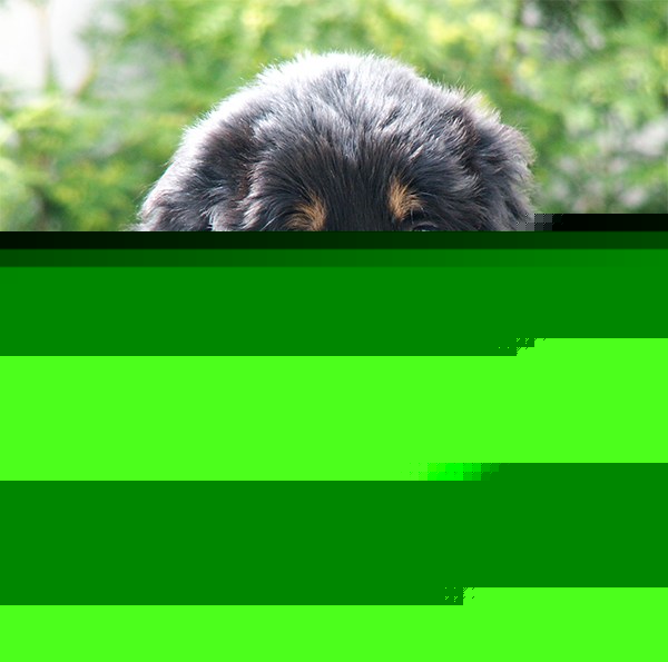 Noah von Jesses Meute