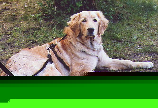 Leo von Jesses Meute