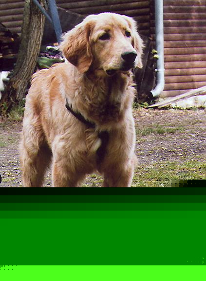 Leo von Jesses Meute