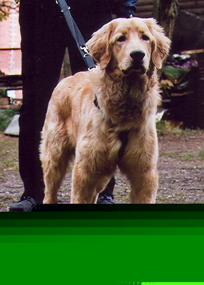 Leo von Jesses Meute