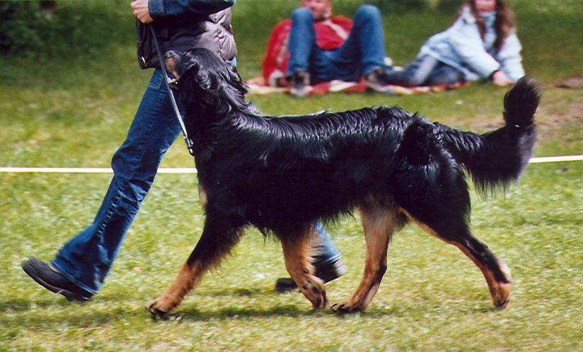 Karuso von Jesses Meute