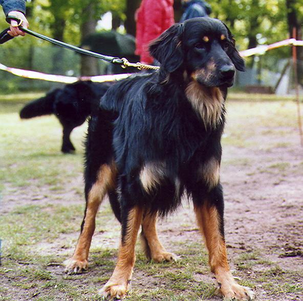 Karuso von Jesses Meute
