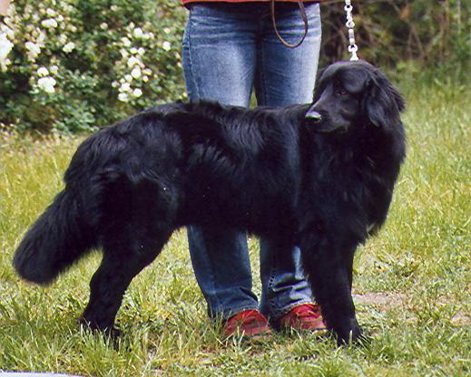 Karacho von Jesses Meute