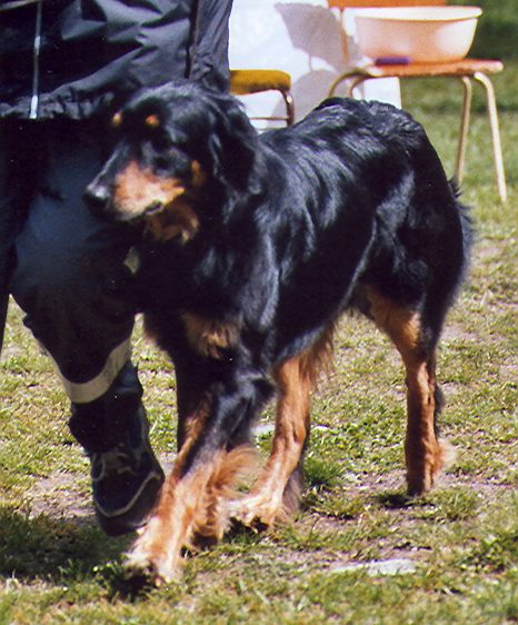 Java von Jesses Meute