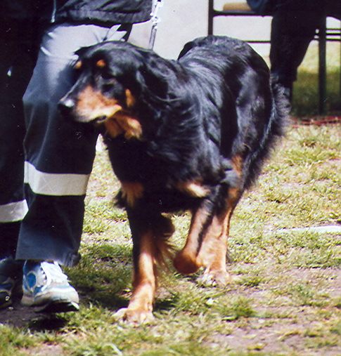 Java von Jesses Meute