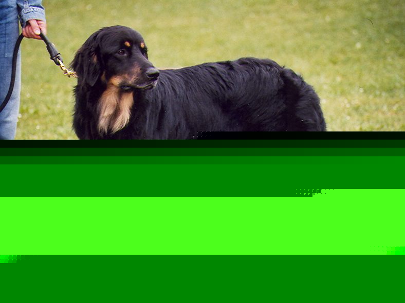 Karuso von Jesses Meute