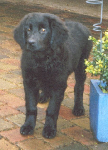 Estrel