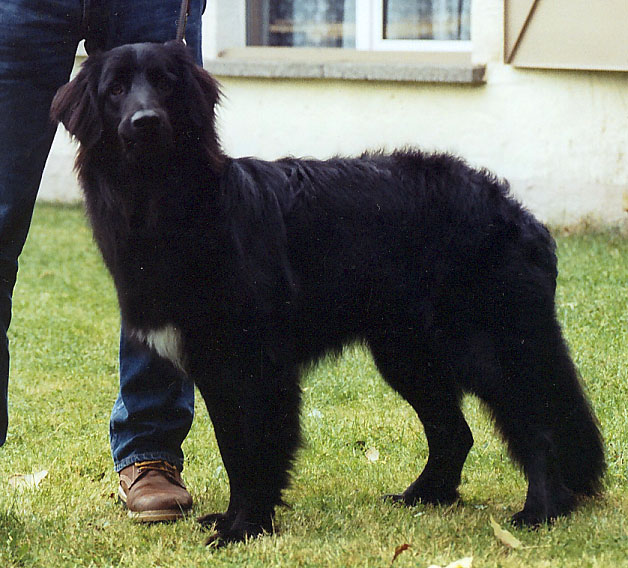 Karacho von Jesses Meute