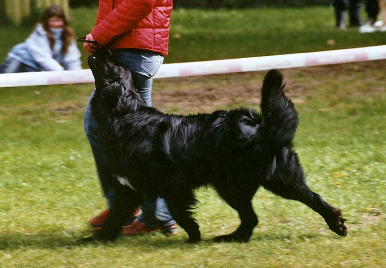 Karacho von Jesses Meute