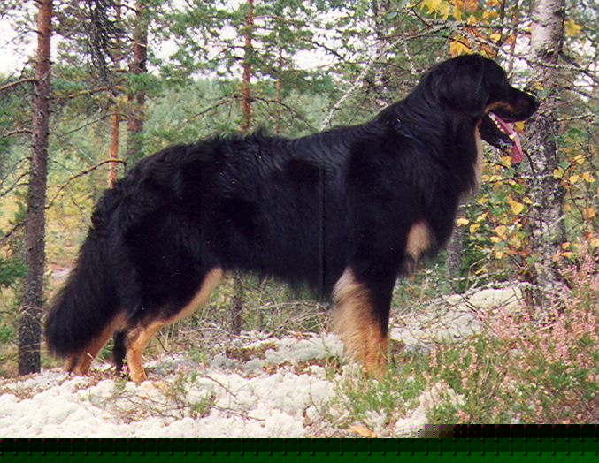 Espen von Jesses Meute