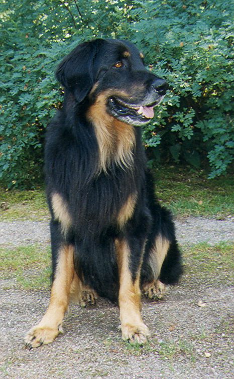 Espen von Jesses Meute