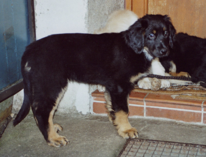 Karuso von Jesses Meute