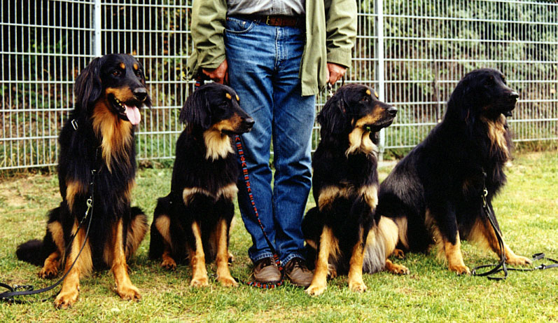 Caya von Jesses Meute