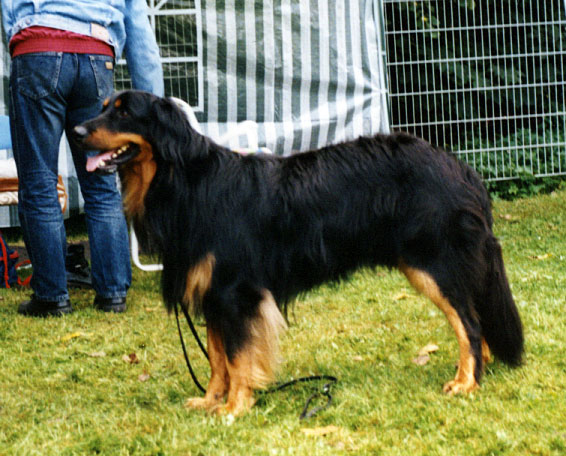Colany von Jesses Meute