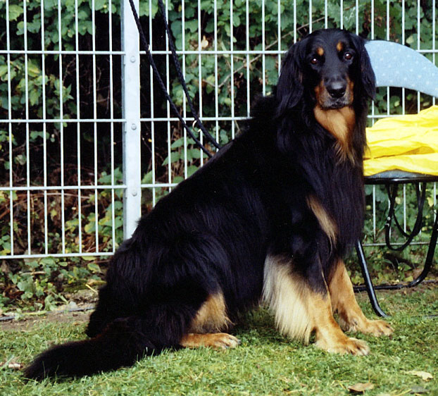 Colany von Jesses Meute