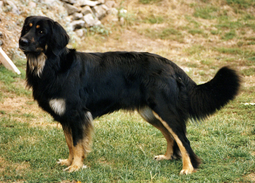 Fillis von Jesses Meute