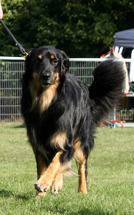 Karuso von Jesses Meute