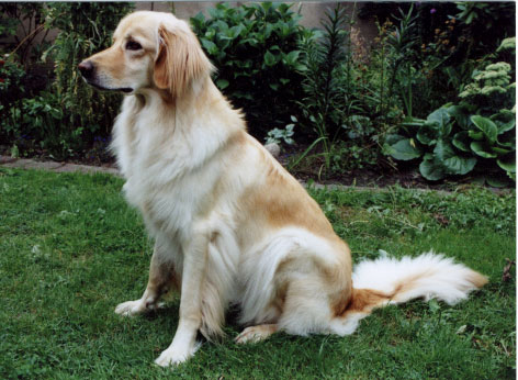 Ossmene