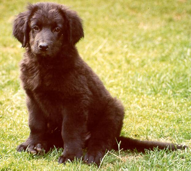 Jack in Black