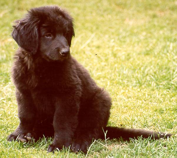 Jack in Black